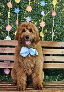 Wimberly's Light Blue Boy F1B Medium Goldendoodle