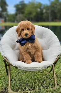 Wimberly's Navy Boy F1B Medium Goldendoodle
