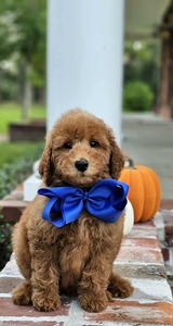 Gracie's Blue Boy F1BB Mini Goldendoodle