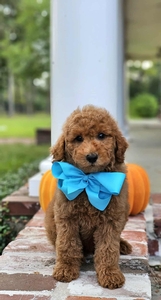 Gracie's Aqua Boy F1BB Mini Goldendoodle