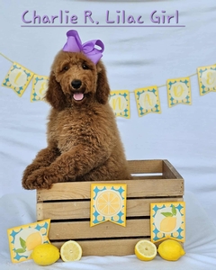Charlie's Rae's Lilac Girl Standard Goldendoodle