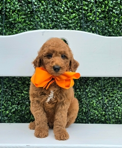 Bella's Orange Boy MultiGen Mini Goldendoodle