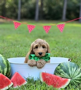 Millie Mae's Green Boy F2B Mini Goldendoodle