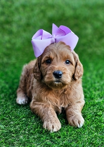 Kaia's Lilac Girl - F1B Medium Goldendoodle