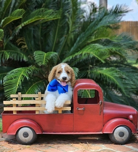 Blossom's Blue Boy F1BB Medium Goldendoodle