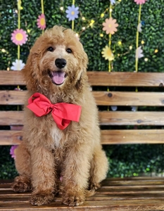 Wimberly's Red Boy F1B Mini /Medium Goldendoodle