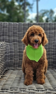 Hadley's Lime Girl Standard Goldendoodle