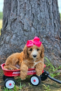 Rosie's Pink Girl