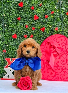 Rosie's Blue Boy - F1BB Medium Goldendoodle