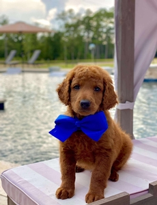 Maggie West's Blue Boy mini Goldendoodle 