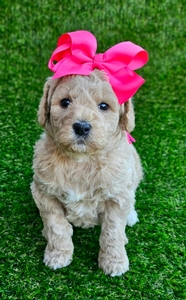 Kaia's Pink Girl - F1B Medium Goldendoodle