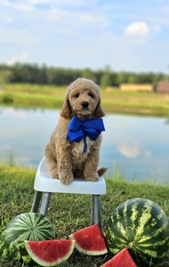 Kaia's Blue Boy F1B Medium Goldendoodle