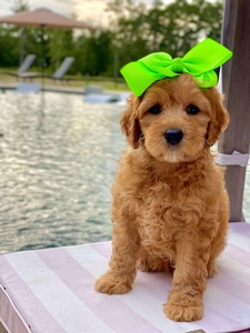 Maggie West's Lime Girl mini Goldendoodle