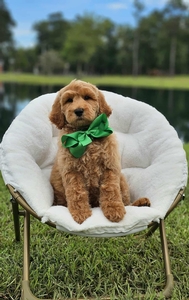 Wimberly's Green Boy F1B Medium Goldendoodle