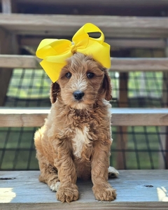 Harper's Yellow Girl F1BB Standard Goldendoodle