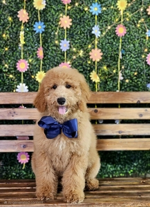 Wimberly's Navy Boy F1B Medium Goldendoodle