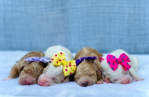 November Puppies - Willow / Hank F1B Standard Pyredoodles 