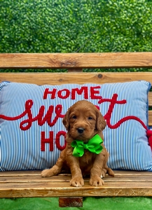 Roxy's Green Boy mini Goldendoodle 