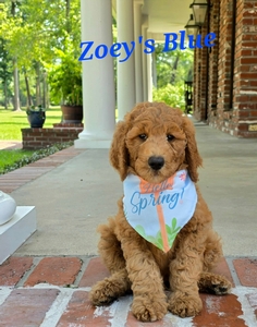 Zoey's Blue Boy standard Pyredoodle 