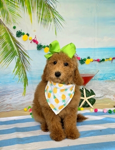 Peaches Lime Girl mini Goldendoodle 