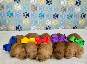 August Puppies - Millie/ Teddy F2B Mini Goldendoodles