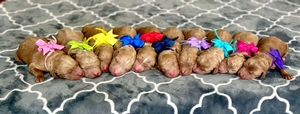 June 30th - Puppies - Charlie Rae / Hank -  Multigen Standard Goldendoodles 