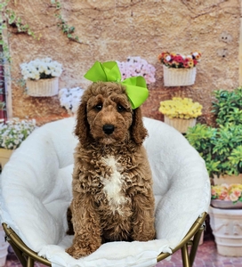 Charlie Rae's Lime Girl