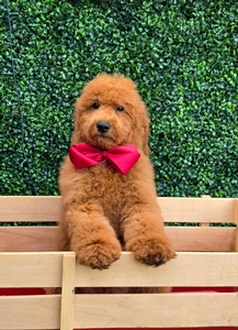 Gracie's Maroon Boy F1BB Medium Goldendoodle