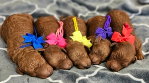  July 16th-Puppies - Phoebe / Beau  F1BB Medium Goldendoodles 