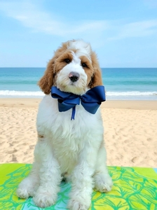 Charlie G's Navy Boy Multigen Standard Goldendoodle