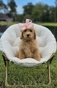 Wimberly's Light Pink Girl F1B Mini /Medium Goldendoodle