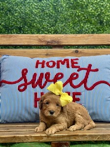 Roxy's Yellow Girl mini Goldendoodle 