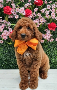 Hadley's Orange Boy Standard Goldendoodle