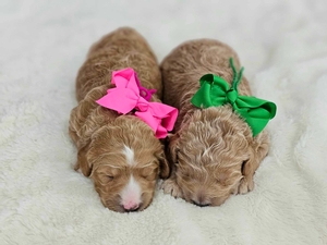 June 29th - Puppies - Rosie / Goose - F1BB Mini Goldendoodle