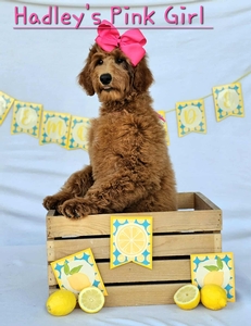 Hadley's Pink Girl Standard Goldendoodle