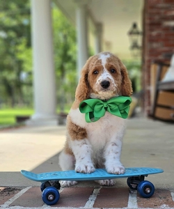 Blossom's Green Boy F1BB Medium Goldendoodle