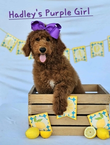 Hadley's Purple Girl Standard Goldendoodle