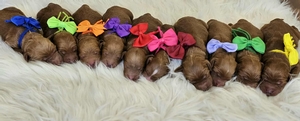 CHRISTMAS Puppies - Bailey / Teddy Medium Goldendoodles
