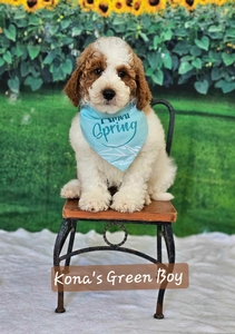 Kona's Green Boy 