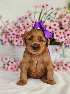 May 23rd Puppy - Bailey / Teddy medium GoldenDoodle
