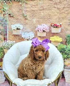 Charlie's Rae's Lilac