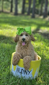 Wimberly's Lime Girl F1B Mini /Medium Goldendoodle