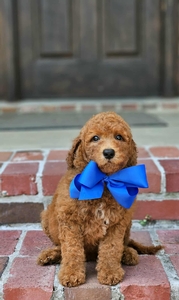 Phoebe's Blue Boy mini Goldendoodle 