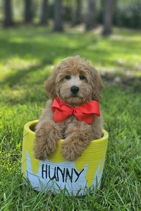 Wimberly's Red Boy F1B Mini /Medium Goldendoodle