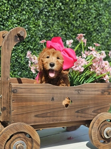 August 1st  go home - Roxy / Teddy F2B  Mini Goldendoodles 