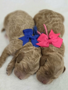  August 22nd Puppies - Blossom / Taco F1BB Petite Mini Goldendoodles 