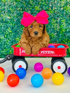 October Puppies - Millie / Teddy F2 Mini Golden Doodles 