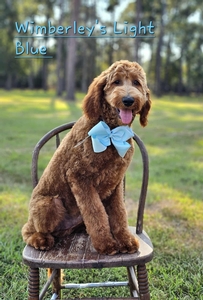 Wimberly's Light Blue Boy F1B Medium Goldendoodle