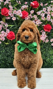 Hadley's Green Boy Standard Goldendoodle