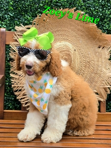 Zoey's Lime Girl standard Pyredoodle